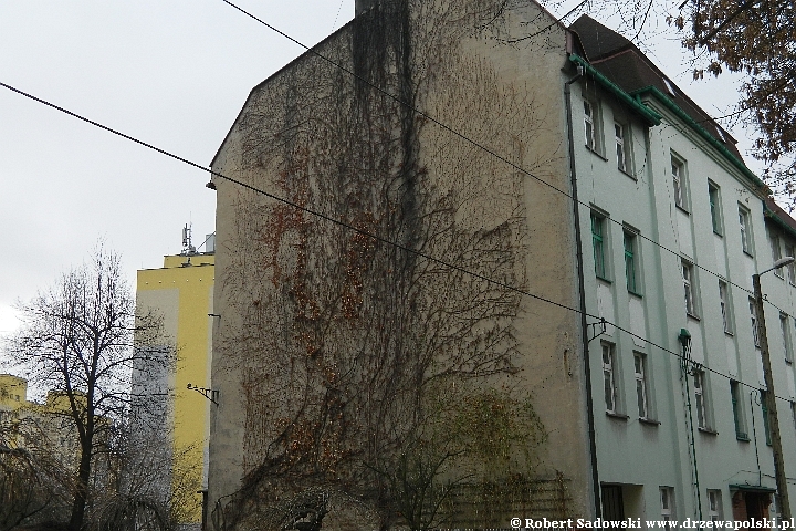 Zielone ściany na budynkach potrafią zmniejszyć straty ciepła o ponad 30%