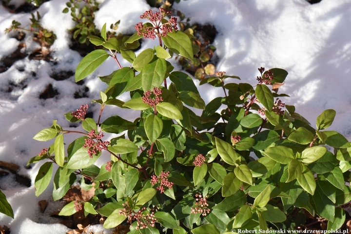 Drzewa i krzewy liściaste zimozielone