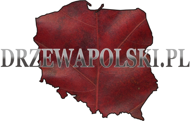 logotyp drzewapolski.pl