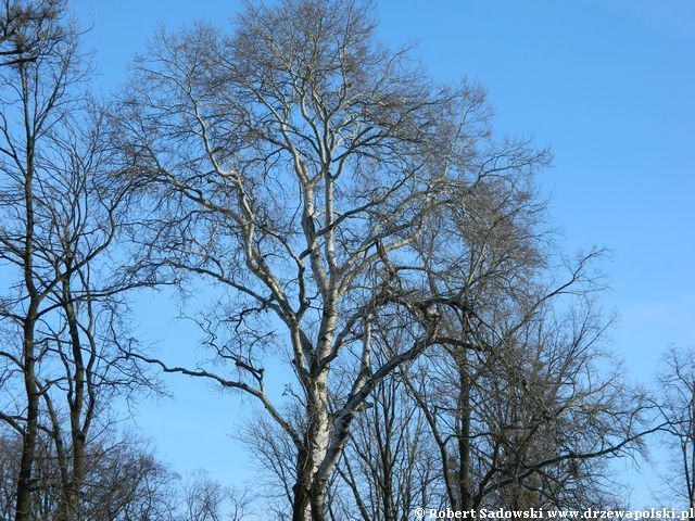 Uwaga na duże drzewa podczas wichury