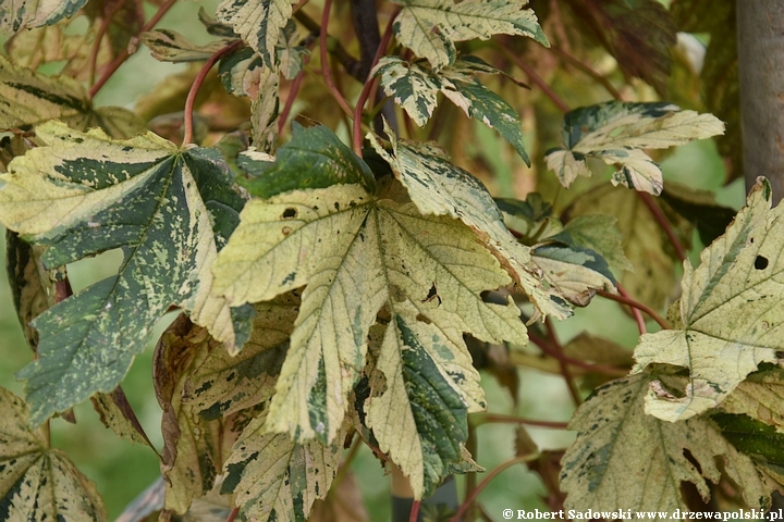 Klon jawor 'Foliis Atropurpureis Argenteovariegatis'