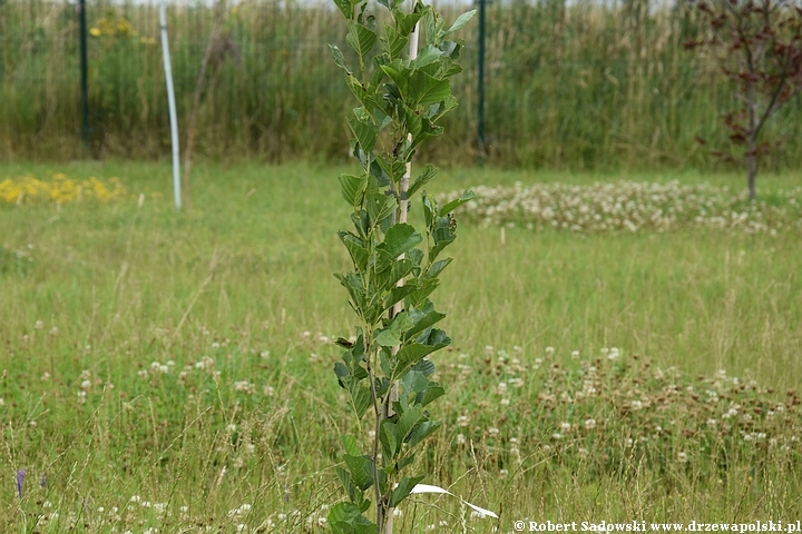 Olcha czarna 'Fastigiata'