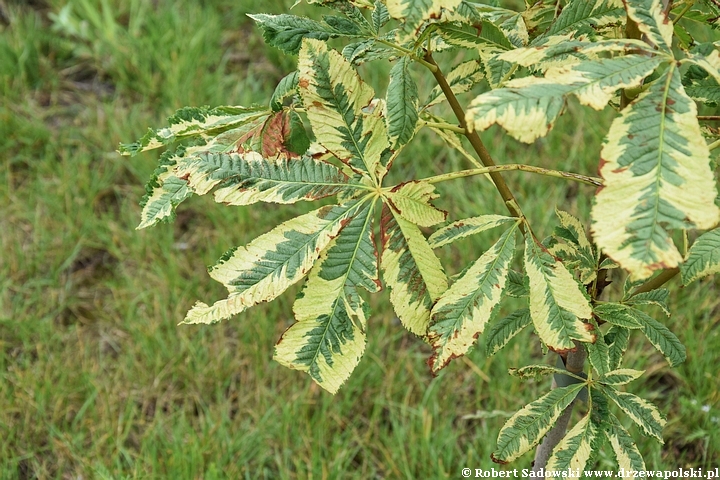 Kasztanowiec czerwony 'Marginata'