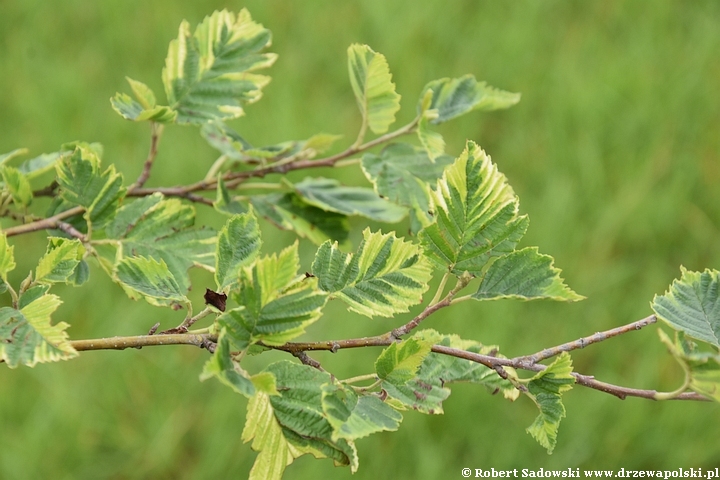 Olsza szara 'Foliis Aureomarginatis'