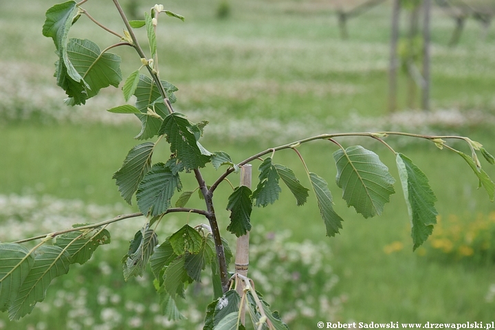 Olsza szara 'Pendula'