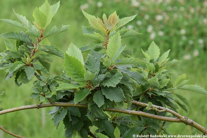 Olsza szara 'Monstrosa'