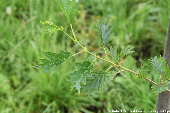 Olsza czarna 'Laciniata'