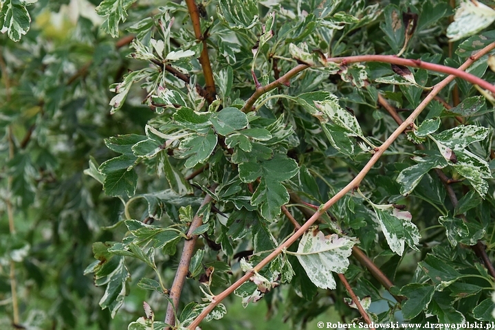 Głóg jednoszyjkowy 'Variegata'