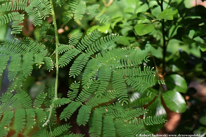 Akacja (Acacia angustissima)