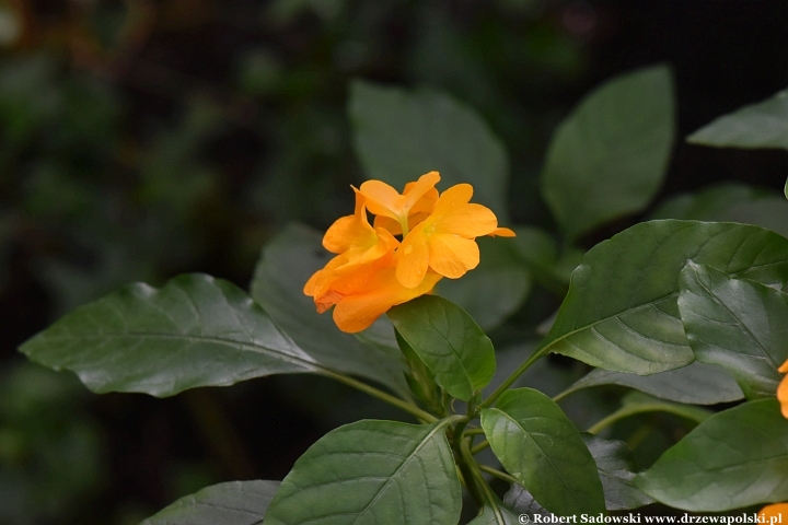 Krossandra (Crossandra undulaefolia)