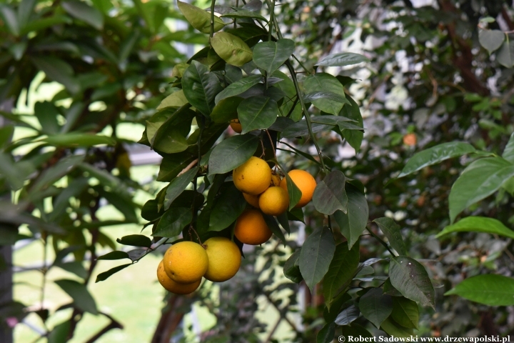 Pomarańcza chińska (Citrus sinensis)