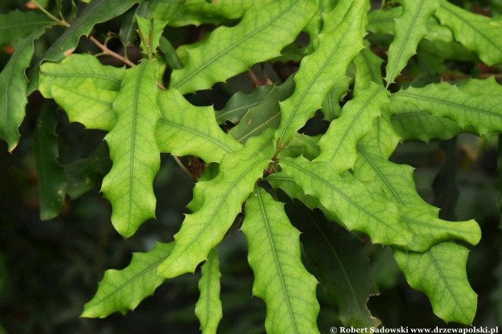 Macadamia ternifolia