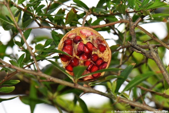 Granatowiec właściwy (Punica granatum)