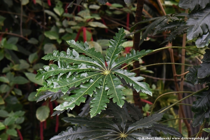 Szeflera - dizygoteka najwytworniejsza (Dizygotheca elegantissima)