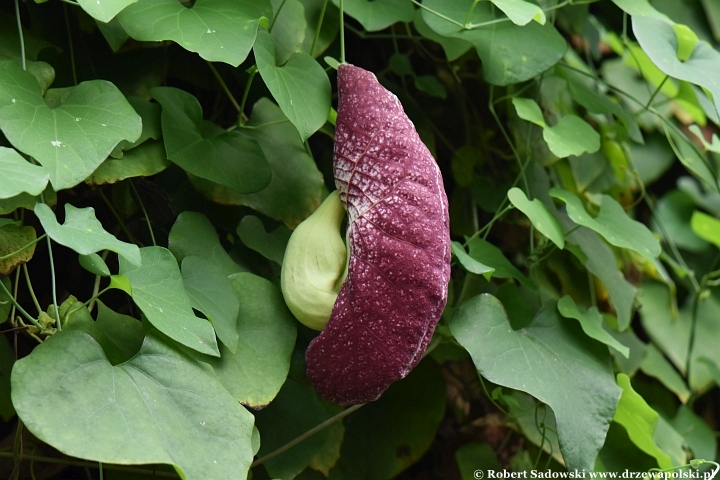 Aristolochia