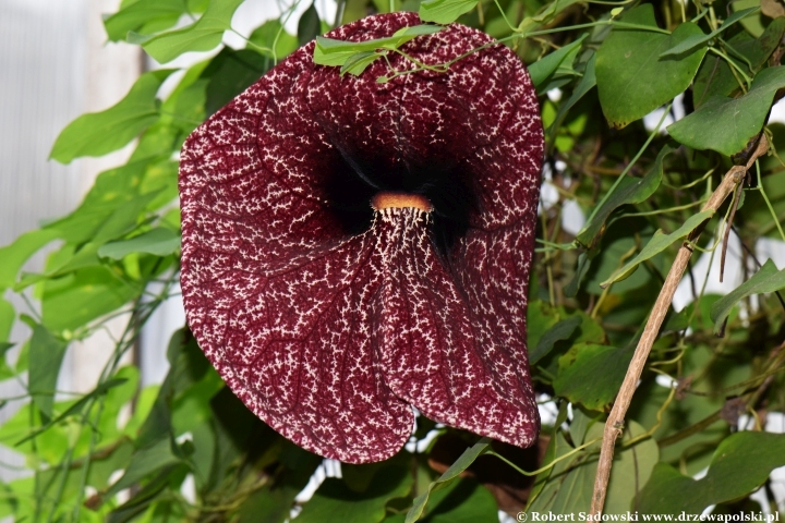 Aristolochia