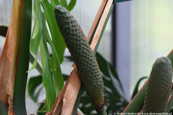 Monstera dziurawa