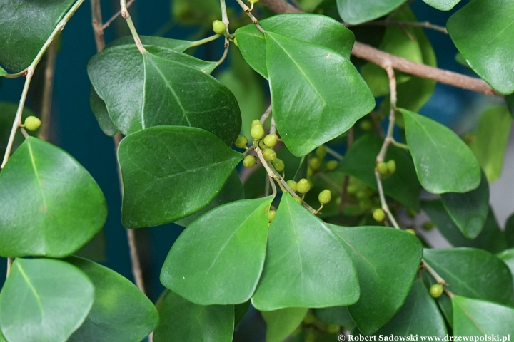 Ficus triangularis