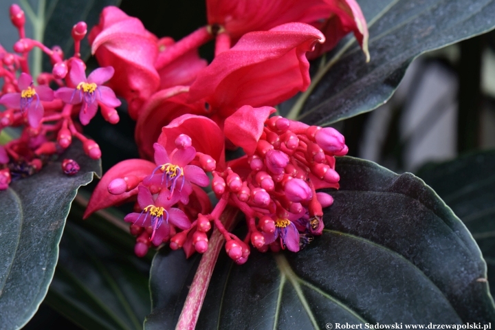 Medinilla wspaniała (Medinilla magnifica)