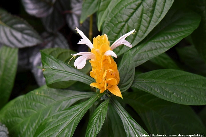 Pachystachys lutea