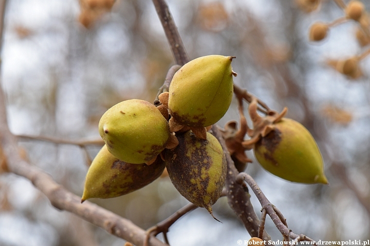 Paulownia puszysta