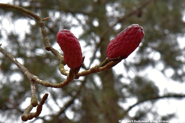 Magnolia lekarska