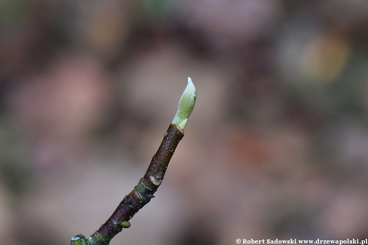 Magnolia naga