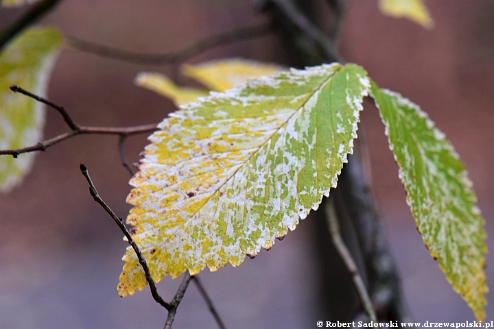 Wiąz polny 'Argenteovariegata'