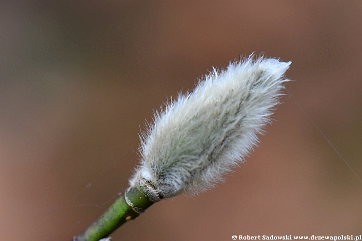 Magnolia Loebnera