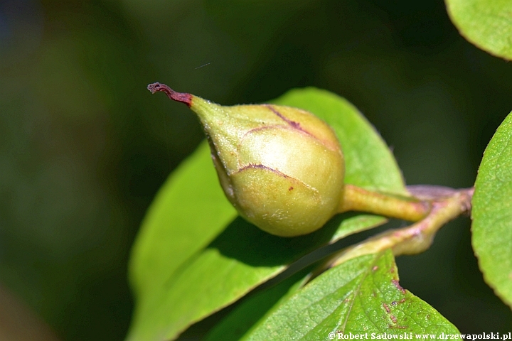 Stewarcja kameliowata