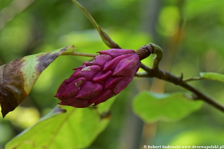 Magnolia Siebolda