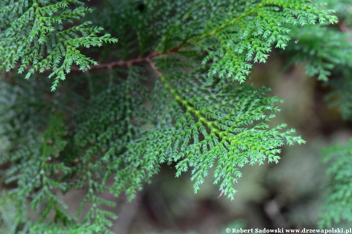 Cyprysik groszkowy Plumosa Rogersii