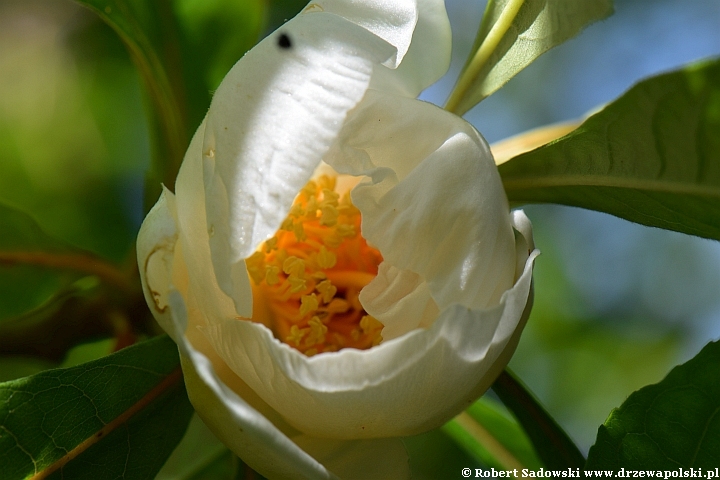 Franklinia amerykańska