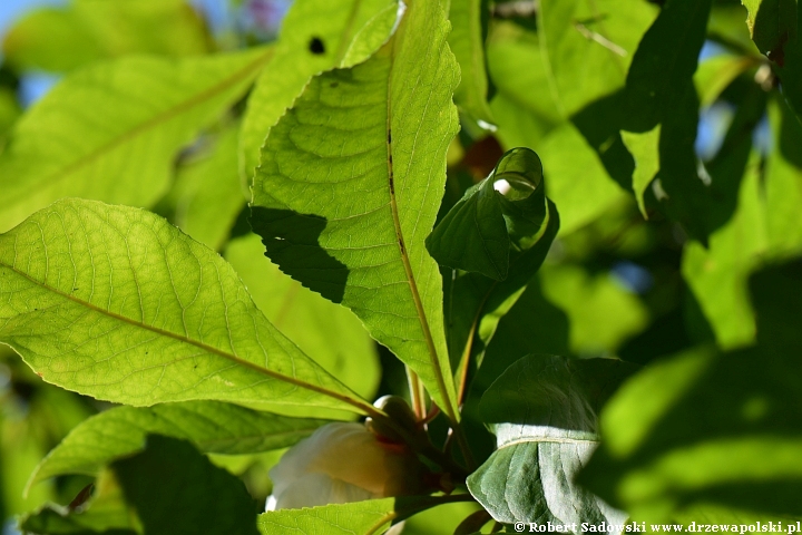 Franklinia amerykańska