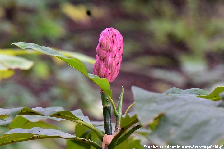 Magnolia parasolowata