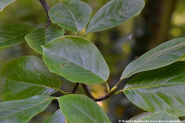 Magnolia naga