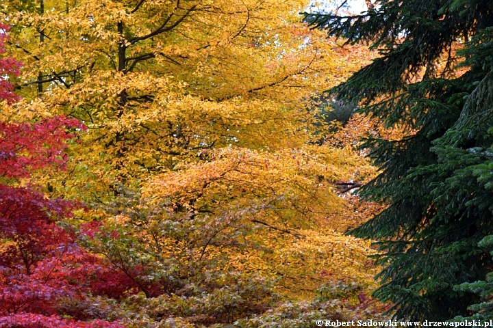 Jesień w arboretum