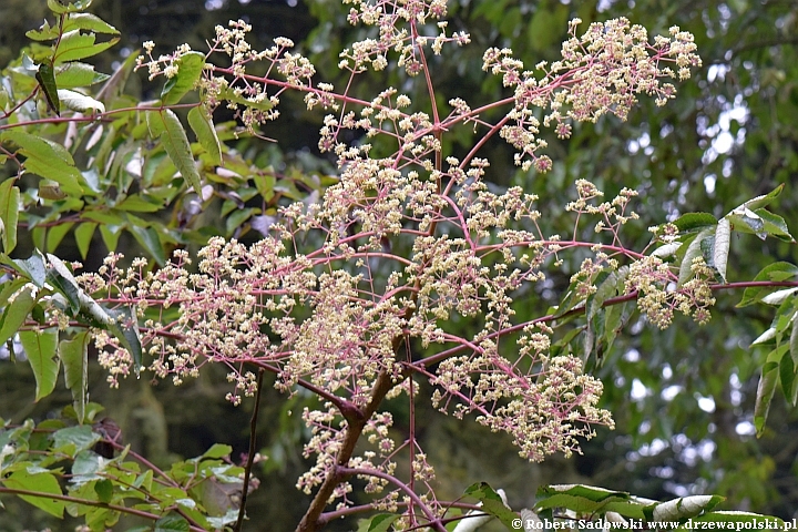 Aralia chińska