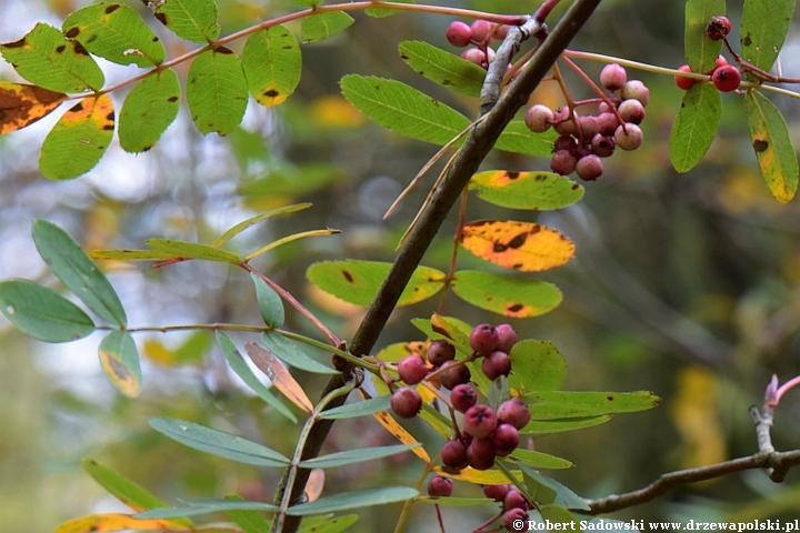 Sorbus oligodonta