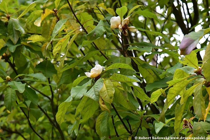 Franklinia amerykańska