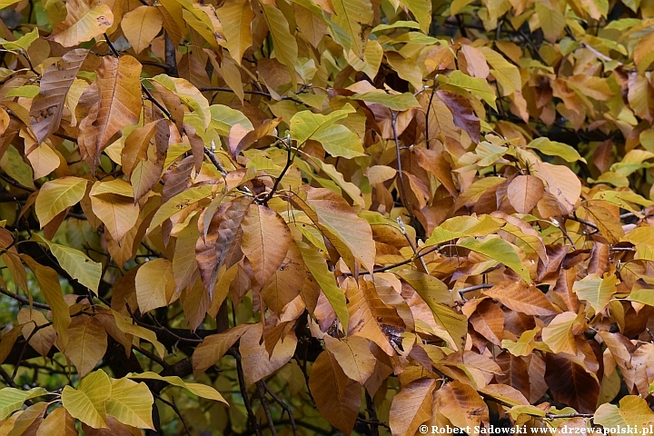 Magnolia drzewiasta