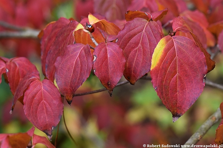 Dereń kousa RADIANT ROSE 'Hanros'