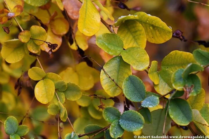 Lespedeza dwubarwna