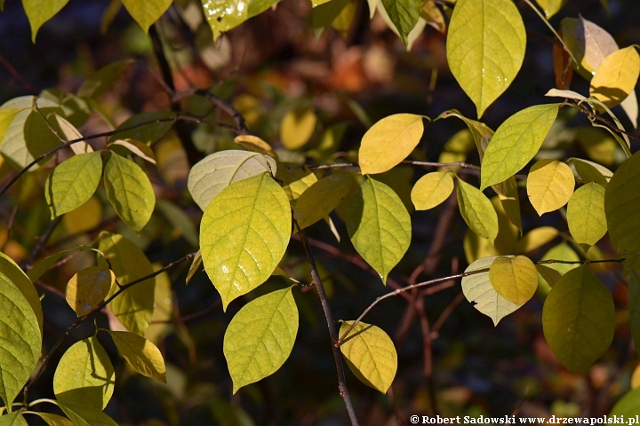 Lindera zwyczajna