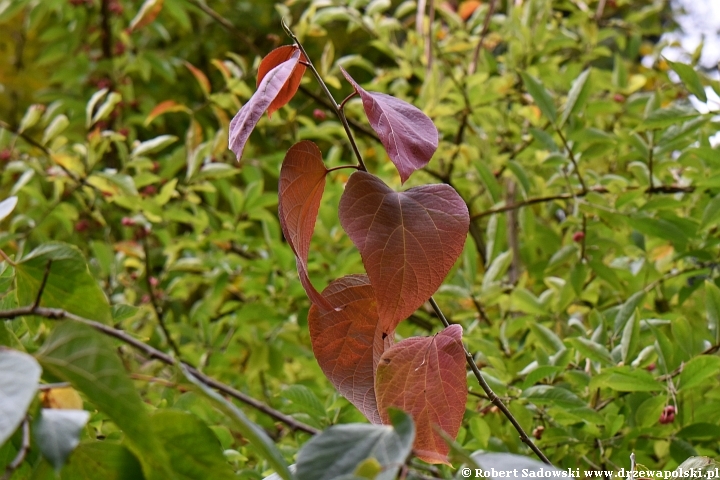 Poliothyrsis sinensis