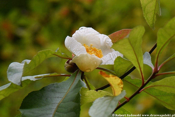 Franklinia amerykańska