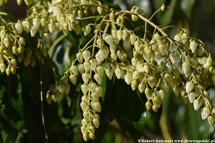 Pieris japoński 'Daisen'