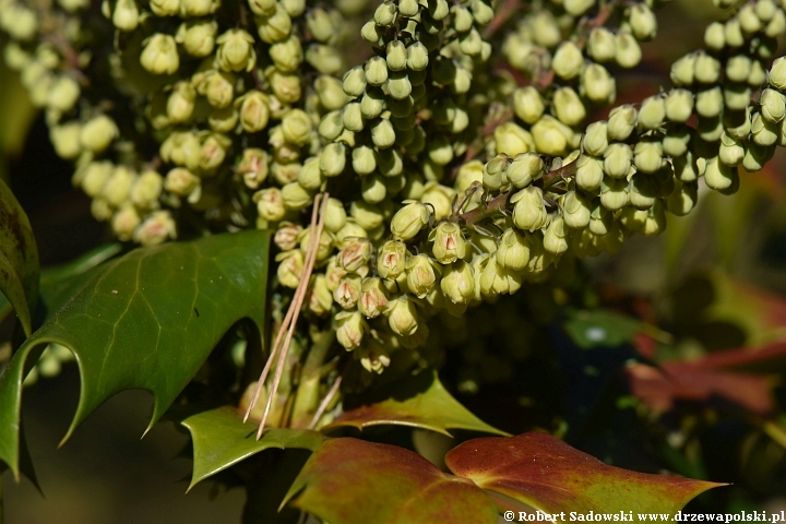 Mahonia Beal'a