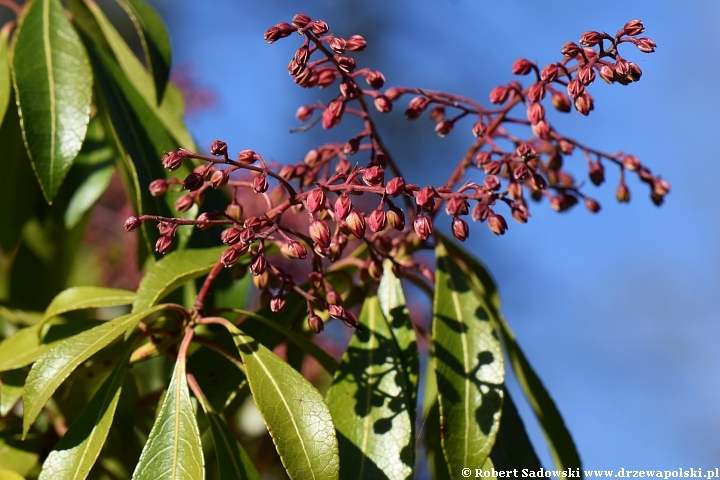 Pieris japoński 'Valley Rose'