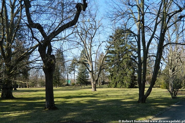 park w Żelazowej Woli